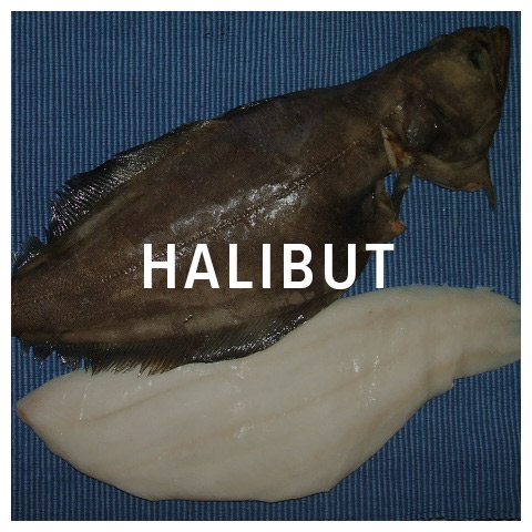 halibut