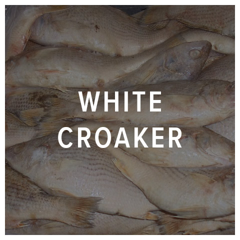 white croaker fish