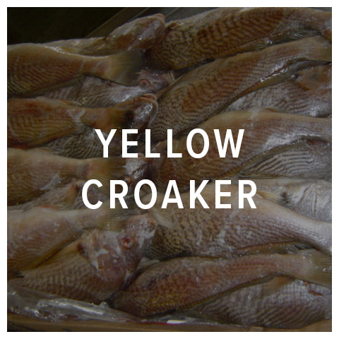 yellow croaker fish