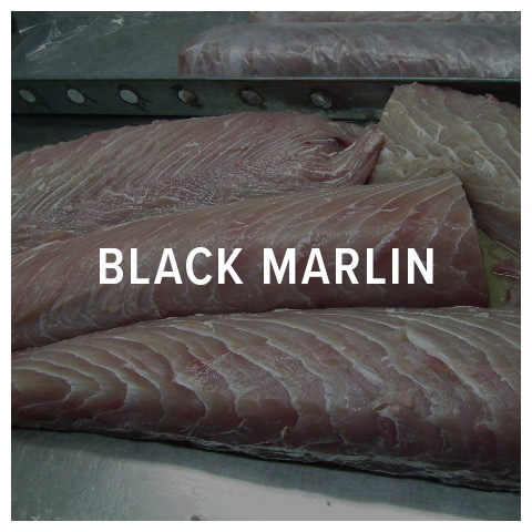black marlin