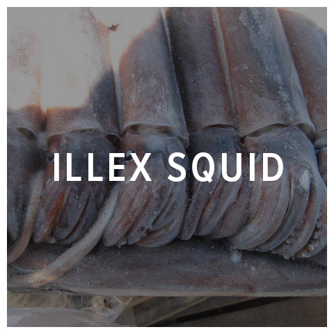 illex squid