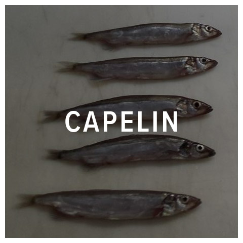 capelin fish