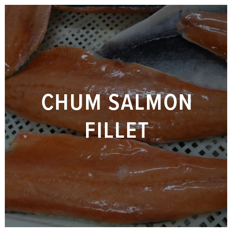 salmon chum fillet