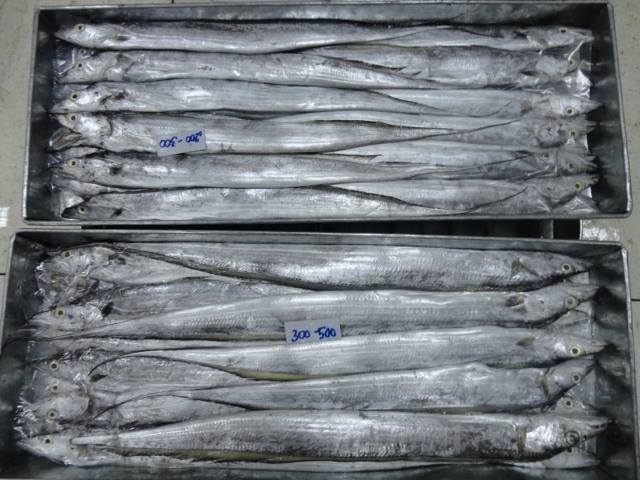 ribbon fish for sale