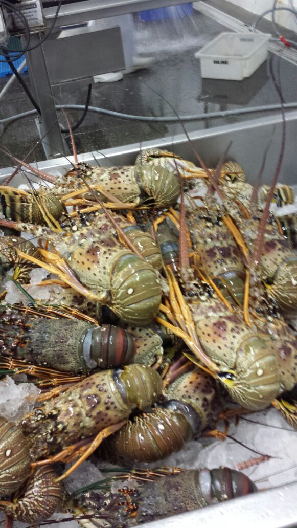 frozen lobsters