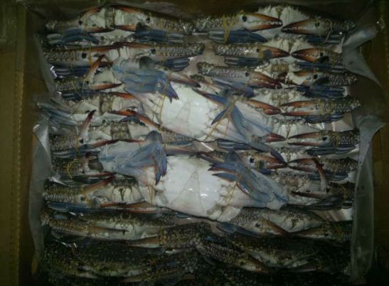 Blue Crab for sale