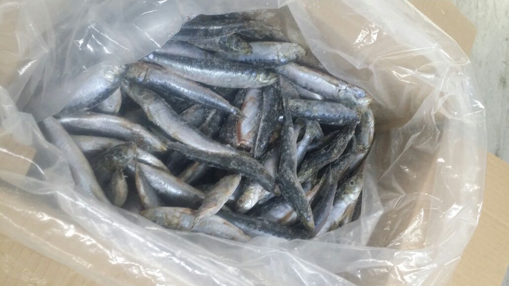 frozen sardines