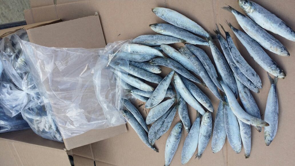 frozen sardines for sale