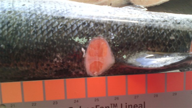 frozen altantic salmon fillets