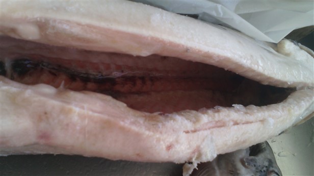 frozen altantic salmon fillet
