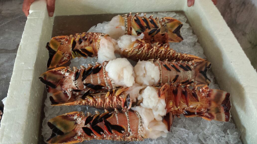 frozen lobster tails