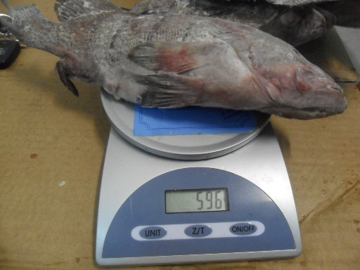 frozen Argentinian Grouper fish fillet