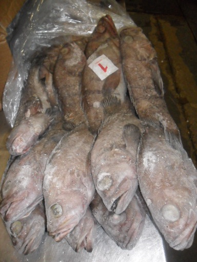 frozen Argentinian Grouper fish fillets