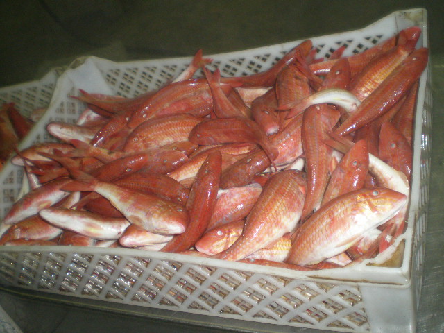 fresh red mullet fish