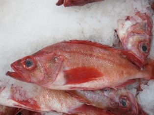 frozen pacific perch red fish on ice