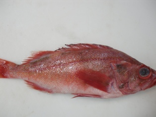 pacific perch red fish