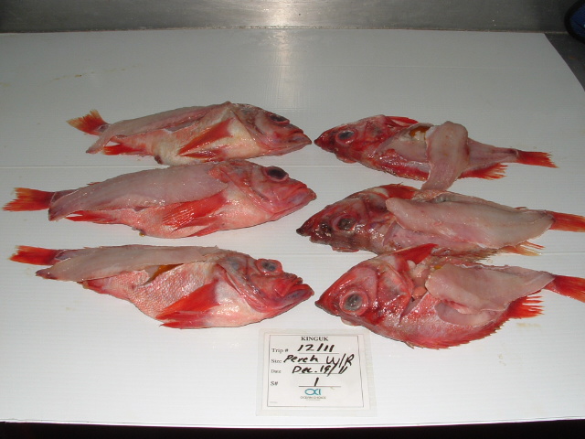 pacific perch red fish fillet