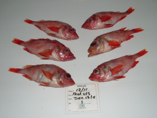 pacific perch red fish