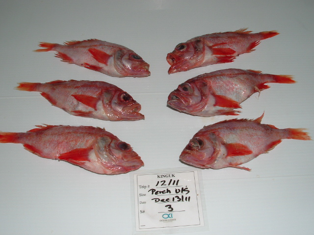 fresh pacific perch red fish