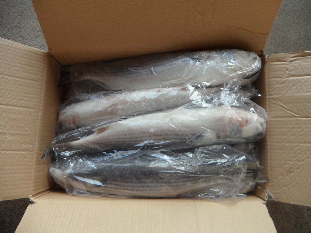 Grey Mullet fish fillets