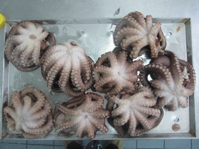 8 Octopus