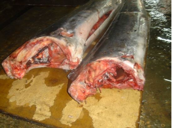 frozen Black Marlin fillet