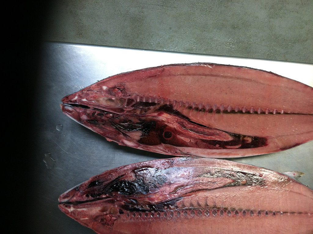 frozen Bluefin Tuna fillet