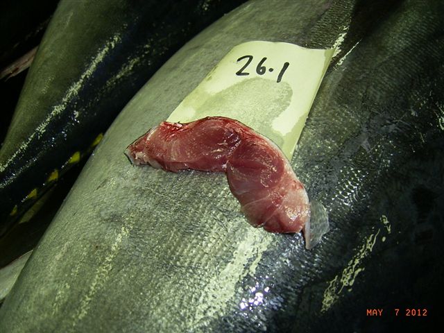 frozen Bluefin Tuna fillets