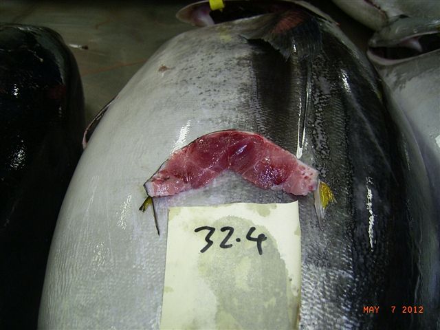 Bluefin Tuna fillet