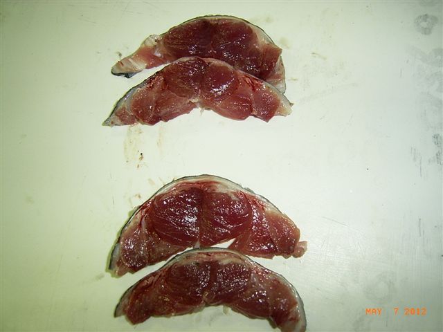 Bluefin Tuna fillets