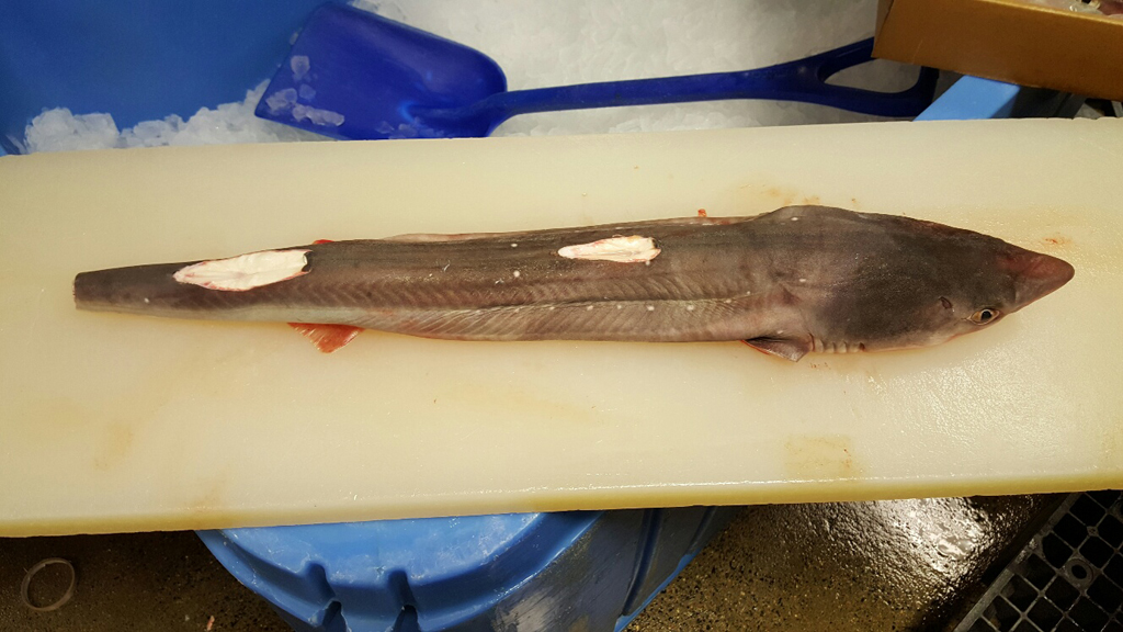 Dogfish fillets
