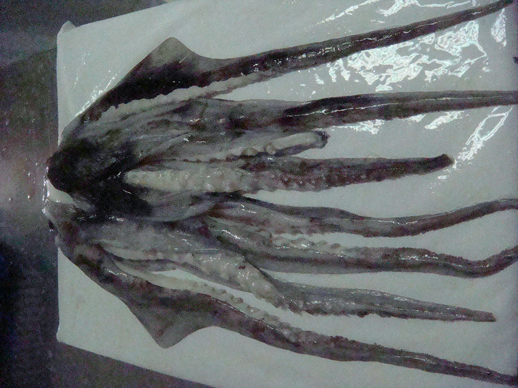 frozen Giant Squid tentacles