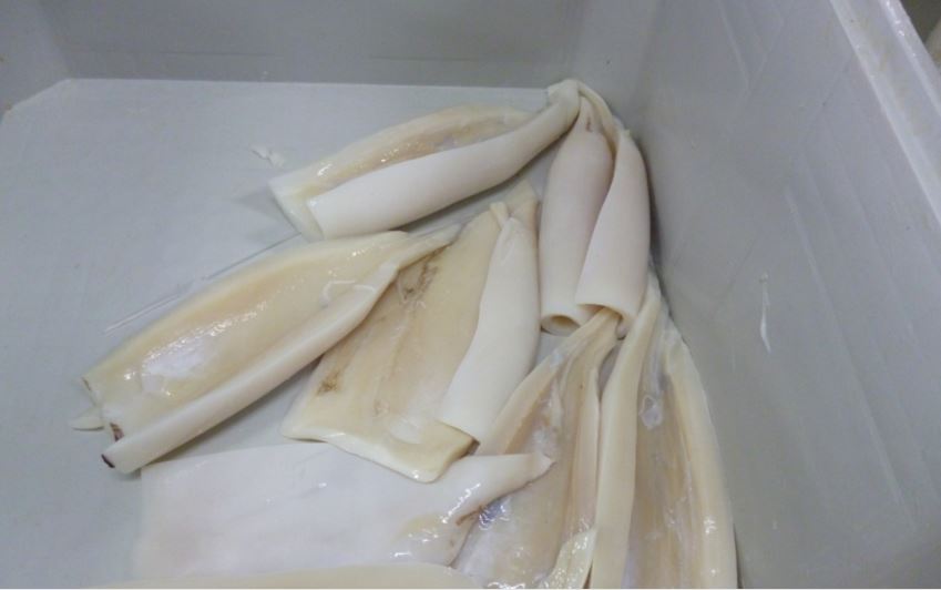 frozen Giant Squid for sale