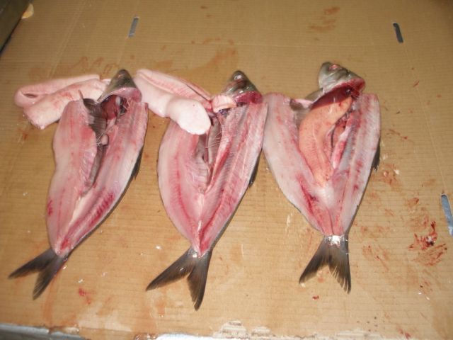 frozen herring fillets