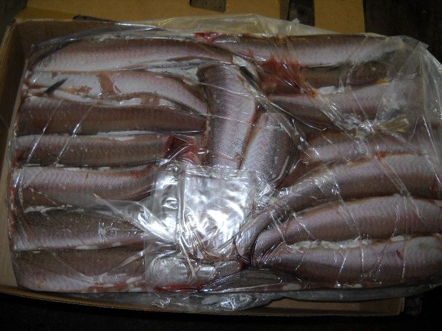 Pacific Hake fillets