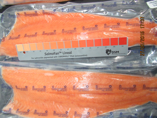 altantic salmon with ruler