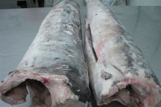 frozen Swordfish fillets