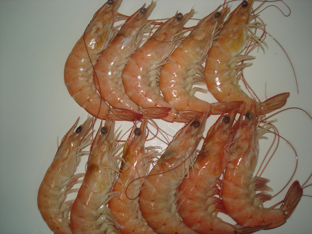 Vanamei Shrimp for sale