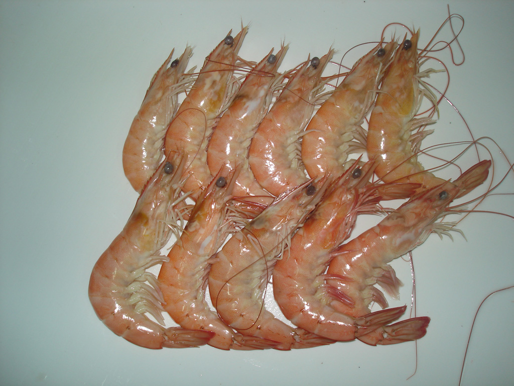 Vanamei Shrimp