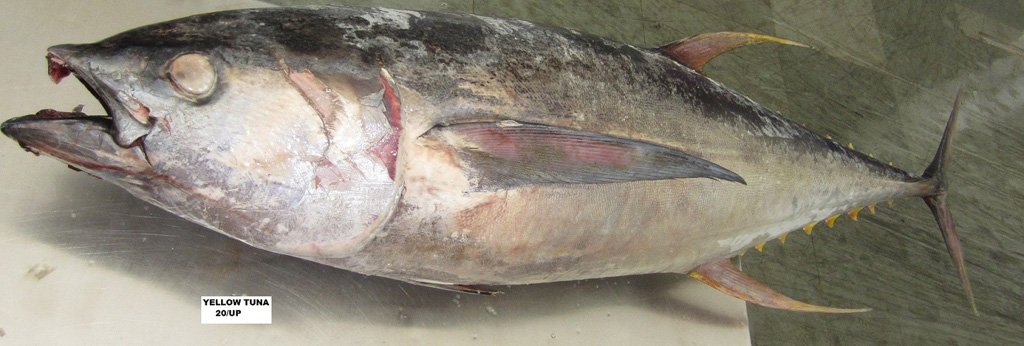 frozen Yellowfin Tuna fillet