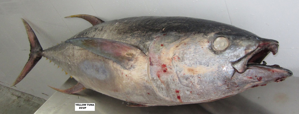 frozen Yellowfin Tuna