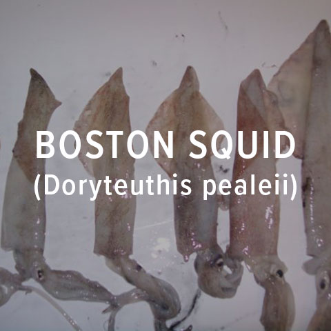 boston squid
