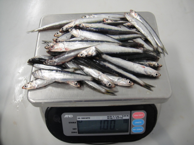 frozen Anchovies on scale