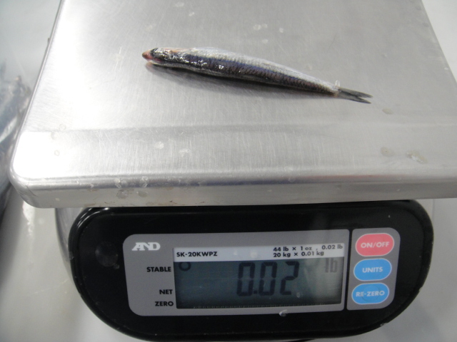 frozen Anchovies fillet on scale
