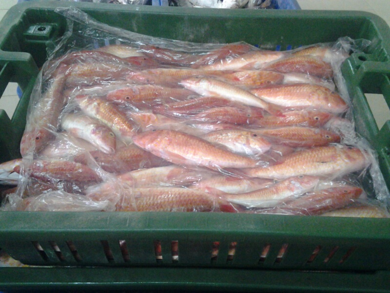 red mullet fish fillets