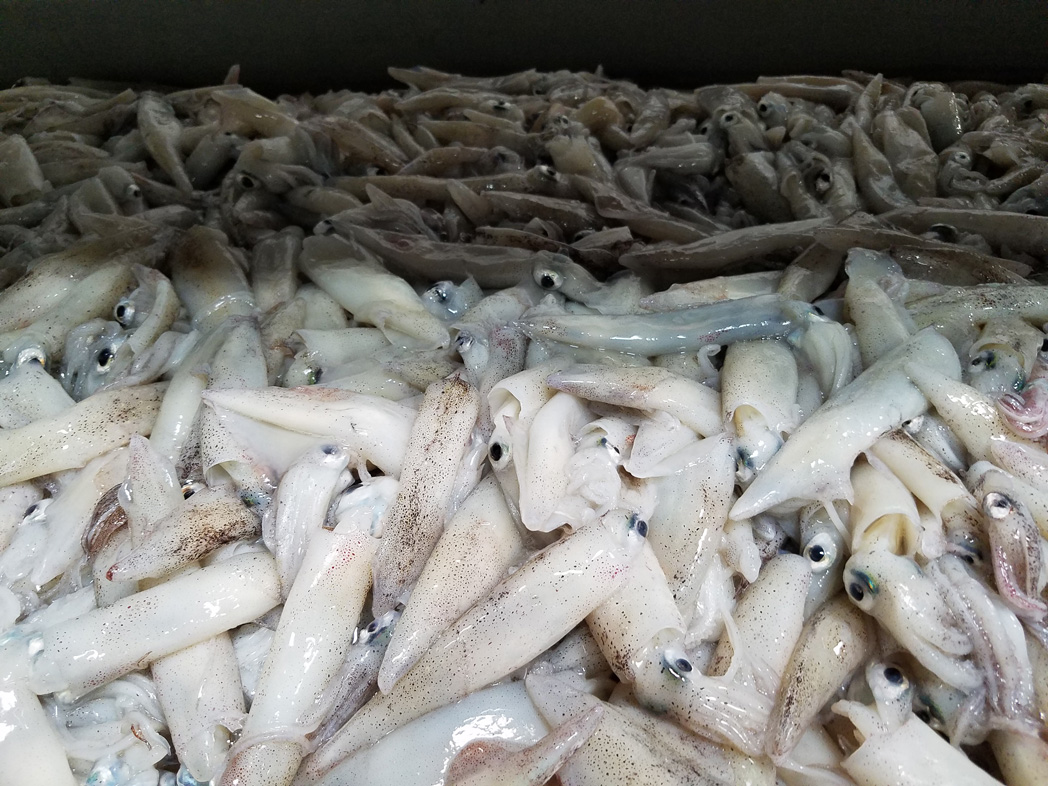 frozen California Squid distribution