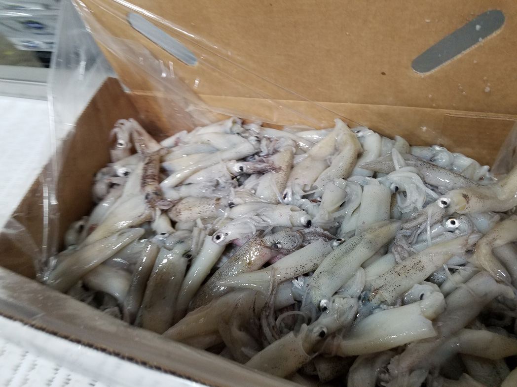 frozen California Squid distributor