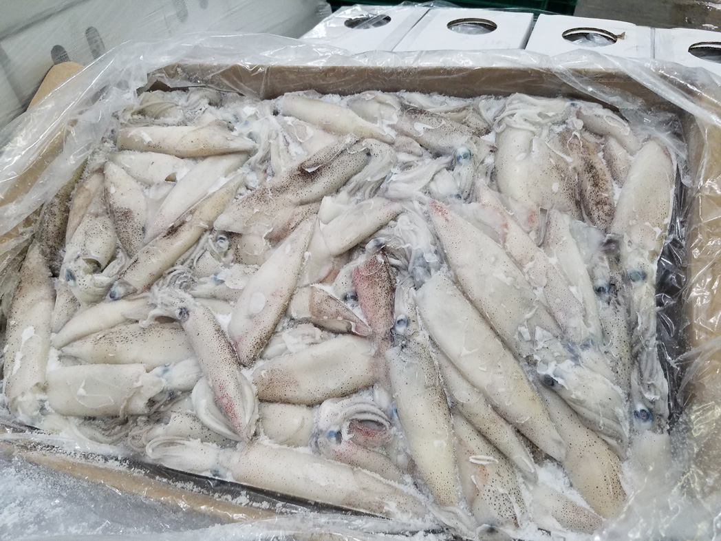 frozen California Squid for sale