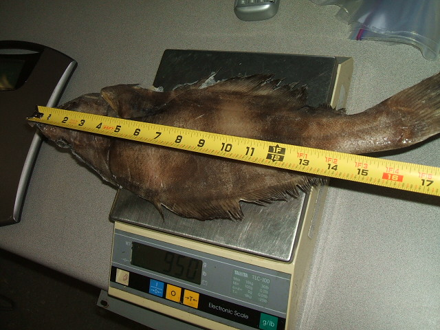 Halibut fish on scale