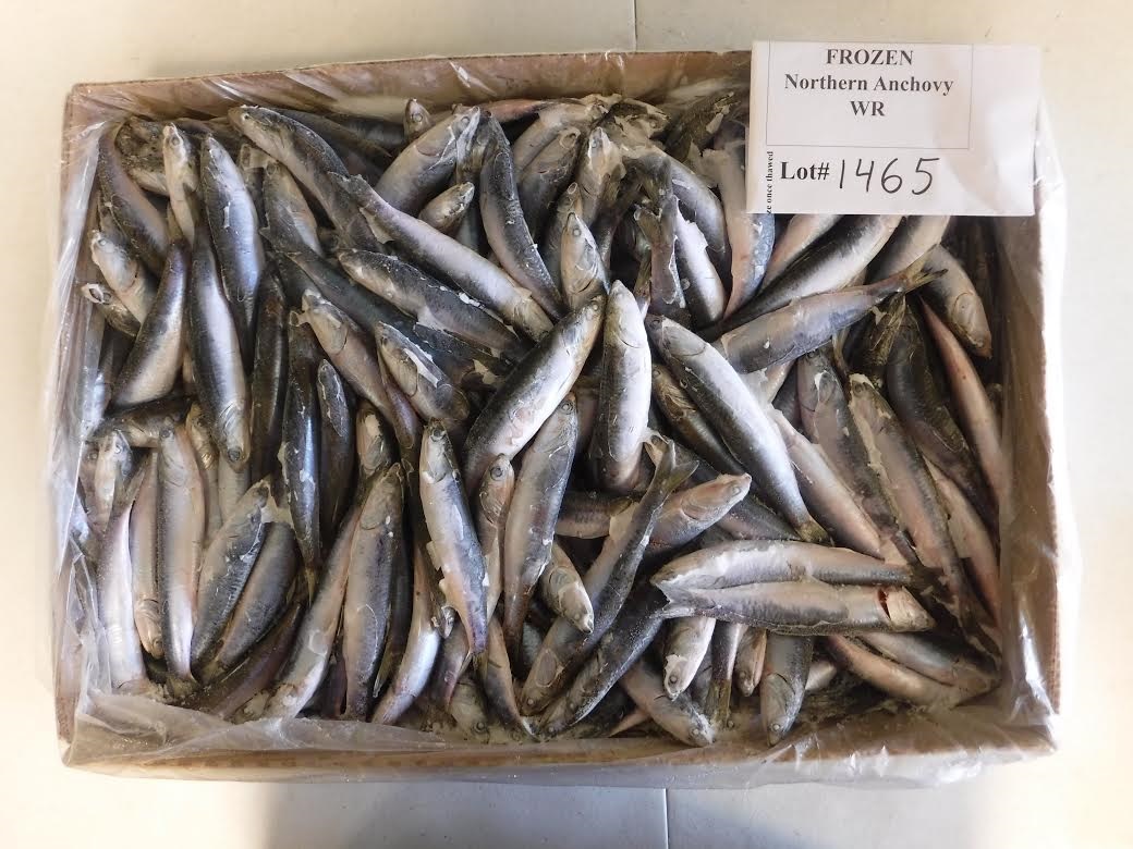 Anchovies High Quality Frozen Seafood Products Fresh Fish In SC